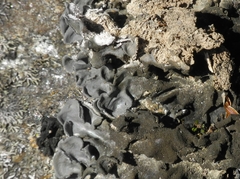 Leptogium hirsutum