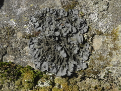 Leptogium hirsutum