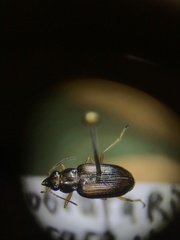 Bembidion confusum