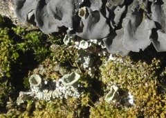 Cladonia grayi