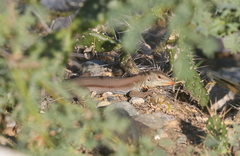 Pholidoscelis chrysolaemus