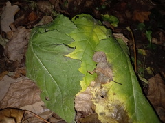 Tracheophyta