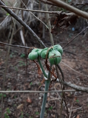 Hippeastrum stylosum
