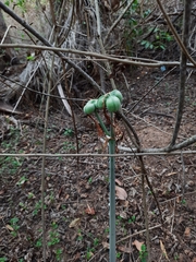 Hippeastrum stylosum