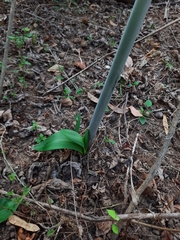Hippeastrum stylosum