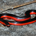 Western Worm Snake - Photo (c) Travis W. Reeder, some rights reserved (CC BY-NC)
