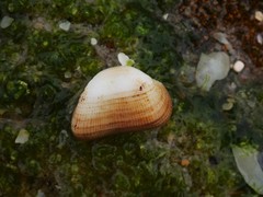 Striarca pisolina