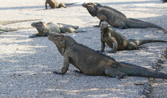 Cyclura cornuta
