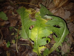 Tracheophyta
