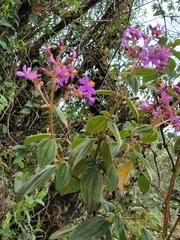 Pleroma heteromallum