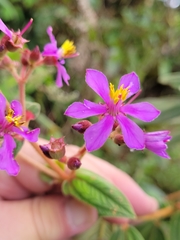 Pleroma heteromallum