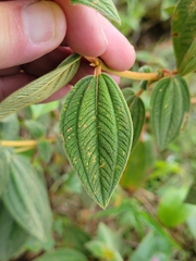 Pleroma heteromallum