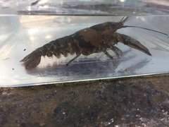 Faxonius erichsonianus