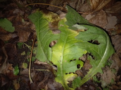 Tracheophyta