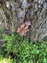 Fungi