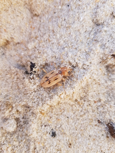 photo of The Beachcomber (Eurynebria complanata)