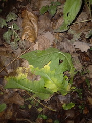 Tracheophyta
