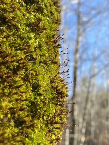 Vislioji pilezija nuotrauka