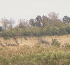 Pelecanus erythrorhynchos