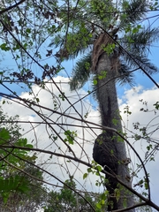 Acrocomia intumescens