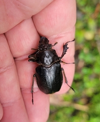 Sphaenognathus alticollis
