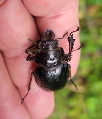 Sphaenognathus alticollis