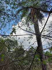 Acrocomia intumescens