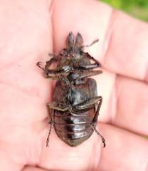 Sphaenognathus alticollis