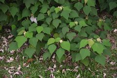 Mallotus paniculatus