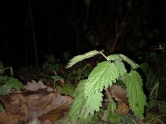 Urtica dioica