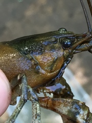 Faxonius erichsonianus