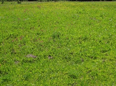 Castilleja parviflora oreopola