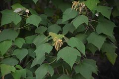 Mallotus paniculatus