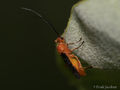 Rogadinae