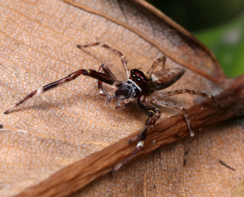 Helper Spider Helpis in November 2021 by juliegraham173 · iNaturalist