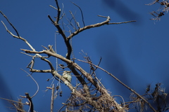 Melanerpes uropygialis