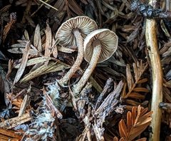 Pseudobaeospora stevensii