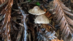 Pseudobaeospora stevensii