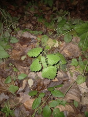 Urtica dioica