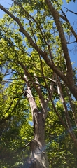 Celtis africana