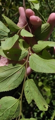 Celtis africana