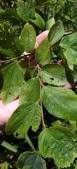 Celtis africana