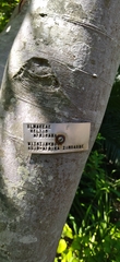 Celtis africana