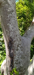 Celtis africana