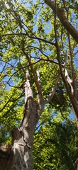 Celtis africana
