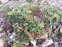 Alchemilla glaucescens