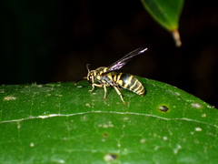 Stenodyneriellus guttulatus