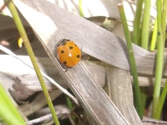 Coccinella septempunctata