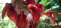 Erythrina crista-galli