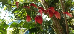 Erythrina crista-galli